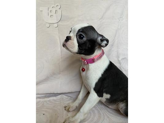 Boston Terrier, premium κουτάβια